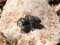 Salticidae